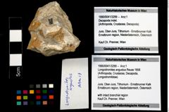 Foto (Objekt + Etikett) von Longodromites angustus (Reuss 1858)  (NHMW-GEO-1990-0041-3299)
